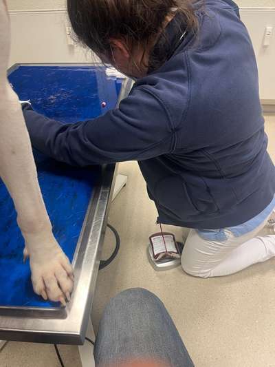 🩸🐾 Blut spenden? Ja. Aber bitte nicht mein Hund.-Beitrag-Bild