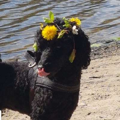 Hundetreffen-Hallo , ich bin neu in Köln - Worringen