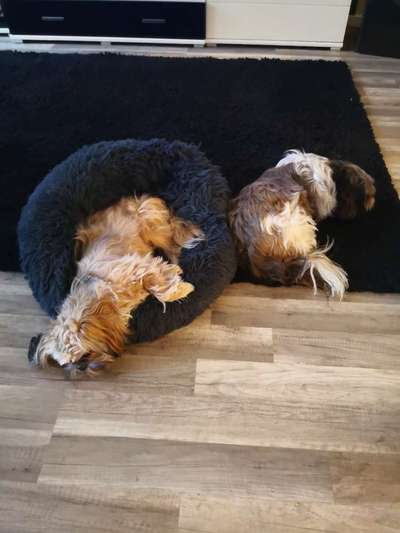 Challenge Nr 14
Eure Fellnasen auf ihrem Lieblingsplatz-Beitrag-Bild