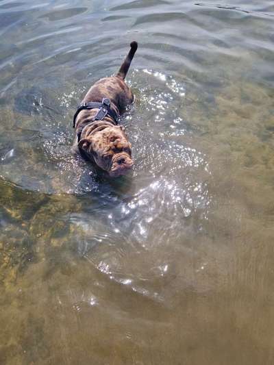 Hundetreffen-Gassi/Spiel Treffen-Bild