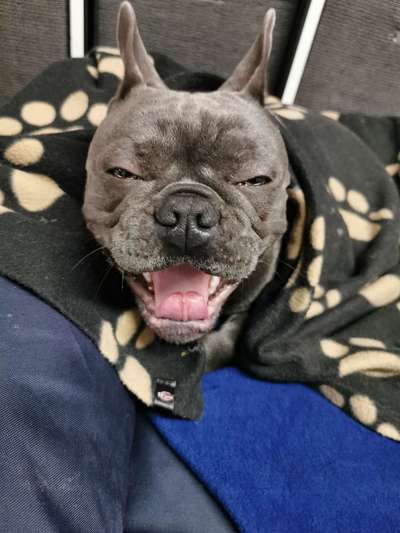 Zeigt mir die tollste Nahaufnahme von eurer Fellnase-Beitrag-Bild