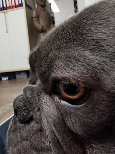 Zeigt mir die tollste Nahaufnahme von eurer Fellnase-Beitrag-Bild