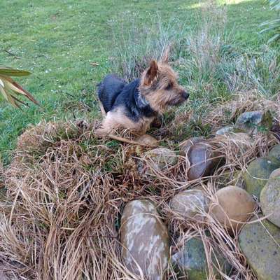 Fotosammlung: ,,Der natürliche Hund" Unbearbeitet, ungestellt und in Natura-Beitrag-Bild