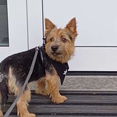 Norwich oder Norfolk im Forum-Beitrag-Bild