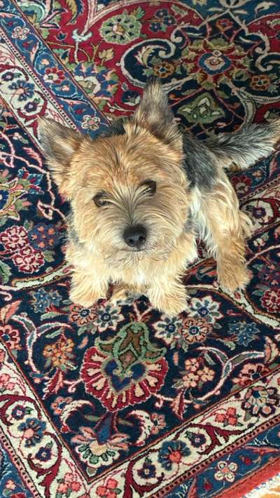 Hundetreffen-Suche für Treffen Norwich/Norfolk Terrier Besitzer-Bild