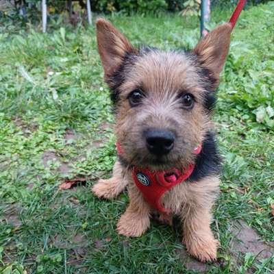 Welpen Bilder !-Beitrag-Bild