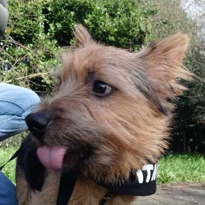 Fotosammlung: ,,Der natürliche Hund" Unbearbeitet, ungestellt und in Natura-Beitrag-Bild