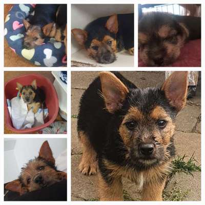 Welpen Bilder !-Beitrag-Bild