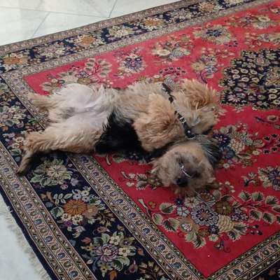 40. Handy Video Challenge - Im Land der Träume-Beitrag-Bild