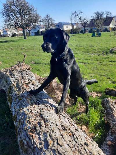 Foto's und Hundemodels-Beitrag-Bild