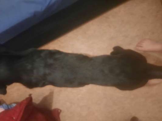 Balu nimmt nicht richtig zu-Beitrag-Bild