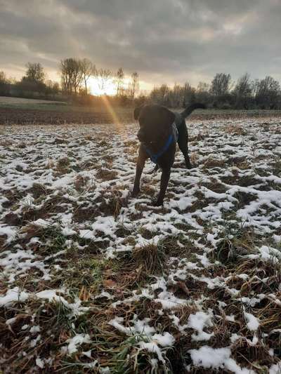 Labradorfans-Beitrag-Bild