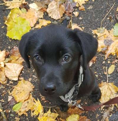 Die besten Hundeblicke 🐾❤️-Beitrag-Bild