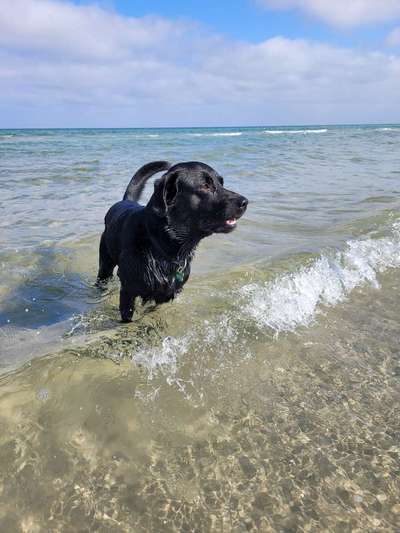 Hundeurlaub In Deutschland-Beitrag-Bild