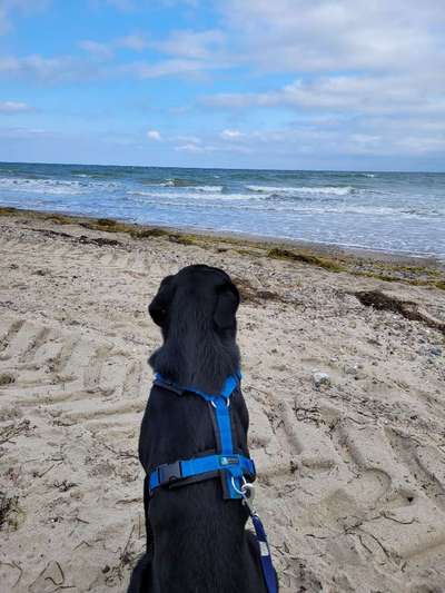 Wo sind meine Labrador Freunde-Beitrag-Bild