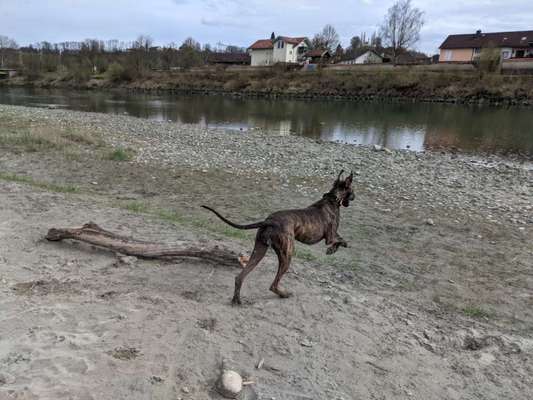 Hundeauslaufgebiet-Kraiburg-Bild