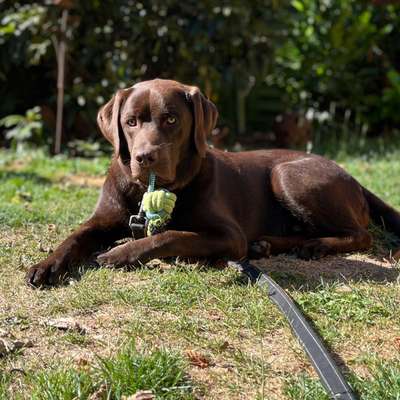 Hundetreffen-Gassirunde / Beschäftigung-Bild