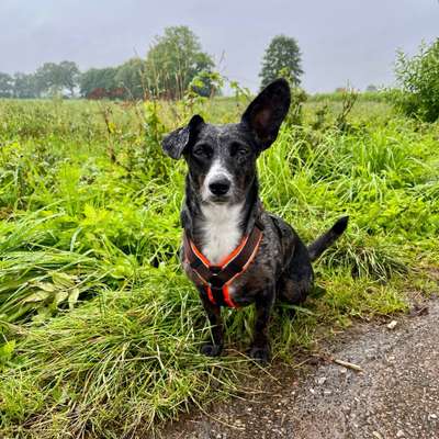 Hundetreffen-Mensch-Hund-Team für Spaziergänge gesucht 🌳-Bild