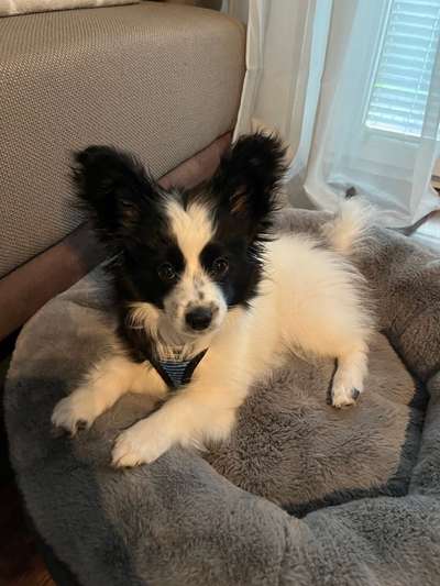 Welpen Bilder !-Beitrag-Bild