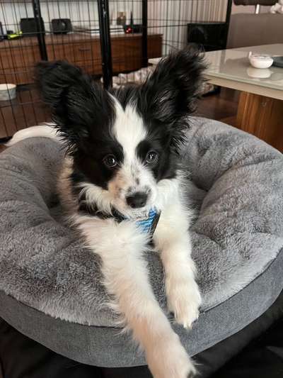 Wo sind die Papillon Besitzer?-Beitrag-Bild