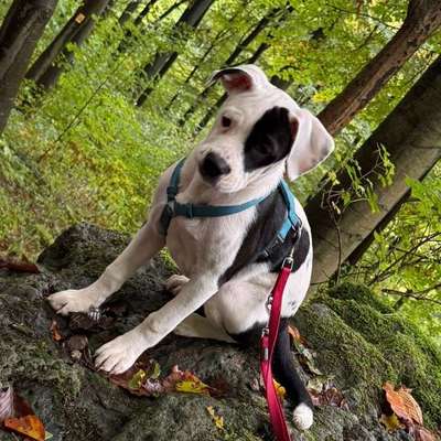 Hundetreffen-Welpentreff-Bild