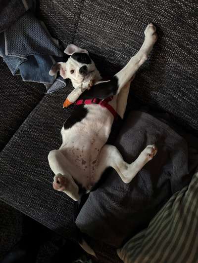 Hundetreffen-Welpentreff am Wieter-Bild