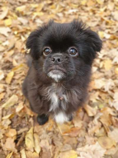 Seltene Rassen!-Beitrag-Bild