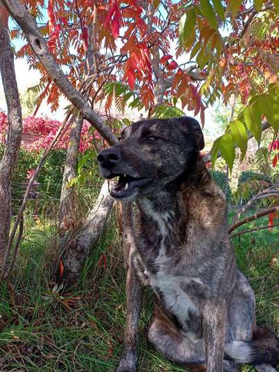 Dogorama Photo Challenge - Spielgesicht-Beitrag-Bild