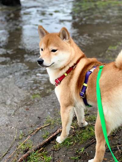 Wie heißt dein Hund?-Beitrag-Bild