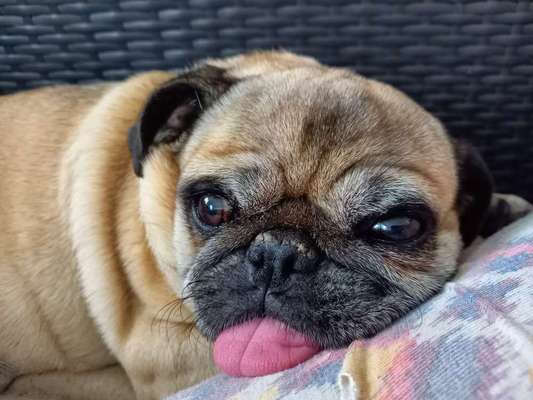 Fotochallenge Nr. 56 - geliebte Senioren-Beitrag-Bild