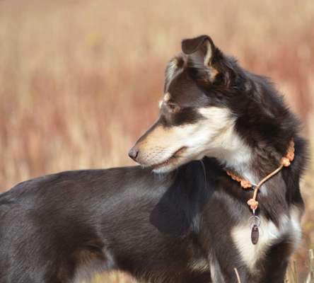 Tierschutzhund ist meine Lieblingsrasse-Beitrag-Bild