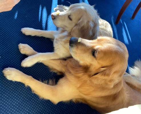 Hunde Porträt (Portrait) Galerie....-Beitrag-Bild