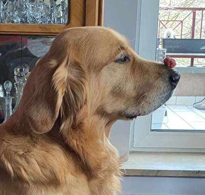 Hunde Porträt (Portrait) Galerie....-Beitrag-Bild