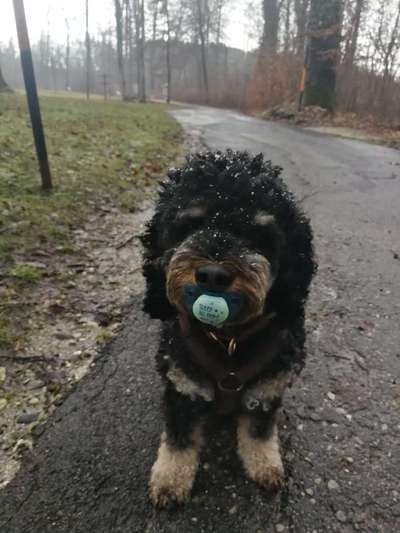 Dogorama Photo Challenge - Portrait-Beitrag-Bild