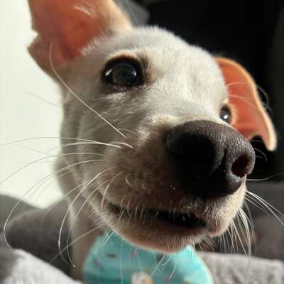 Hundetreffen-Sozialkontakte für unseren Welpen-Bild