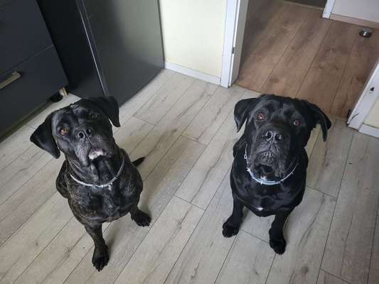 Hundetreffen-Training "Hundebegegnungen"-Bild