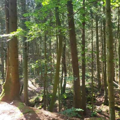 Hundeauslaufgebiet-Bückeberg- Dinospuren, Sandsteinbrüche, Aussichtspunkt-Bild