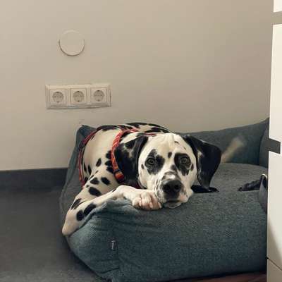 Hundetreffen-Social Walk-Bild