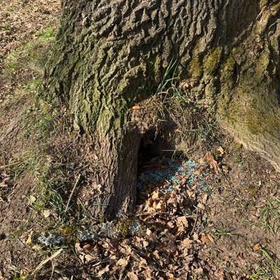 Giftköder-Giftköder in Lämmerspiel-Bild