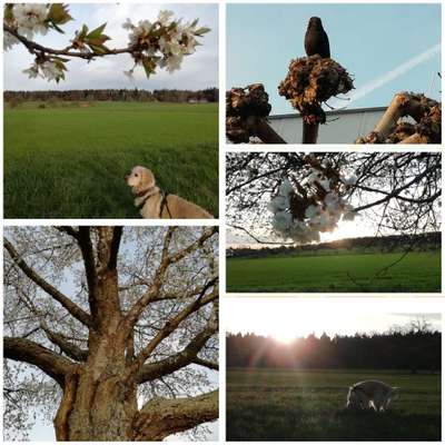 Die wunderschöne Welt mit Hund.-Beitrag-Bild