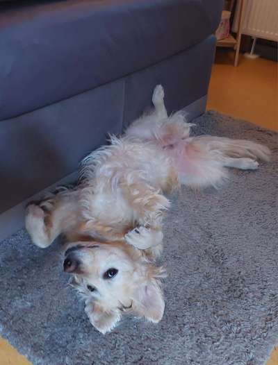 Dogorama Photo Challenge - Zeigt her eure Bäuche-Beitrag-Bild