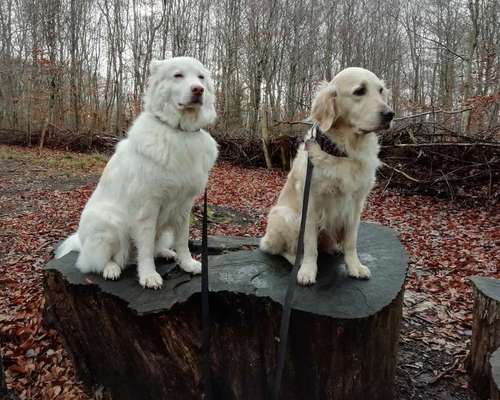 Wald Bild-Beitrag-Bild