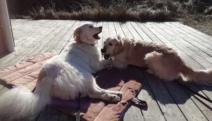 Bester Freund, Hundekumpel - zeigt her!-Beitrag-Bild