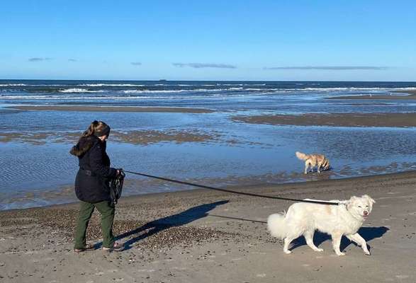 Dogorama Photo Challenge - Tierischer Urlaub-Beitrag-Bild