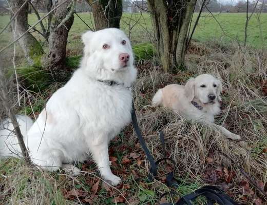 BIG LOVE :) mit 2 Hunden❣️-Beitrag-Bild