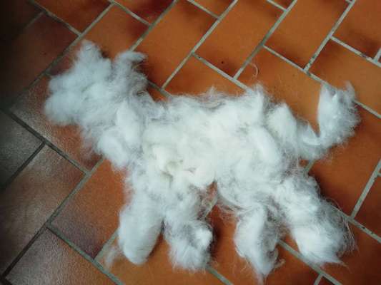 Zeig mir, dass du mit einem hund zusammenlebst....-Beitrag-Bild