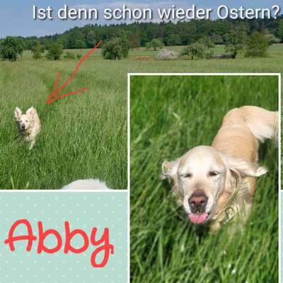 Foto Challenge Nr. 137 - Lass die Ohren fliegen-Beitrag-Bild