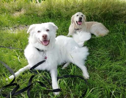 Die Dogorama Kalender Challenge Titelbild-Beitrag-Bild