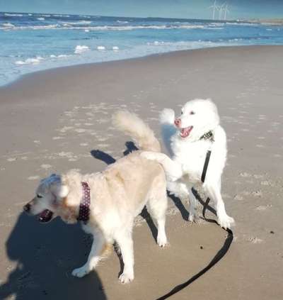 FOTO CHALLENGE 77 - Dein Hund im Spiel-Beitrag-Bild