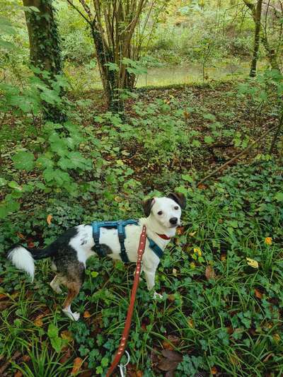 Hundetreffen-Hunde-Wanderung-Bild